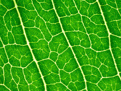 Flindersia bennettii