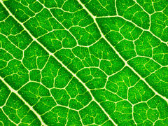 Flindersia bennettii