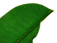 Flindersia bennettii