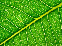 Flindersia bennettii