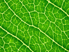 Flindersia bennettii