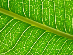 Flindersia bennettii