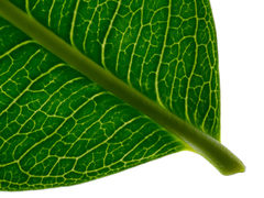 Flindersia bennettii