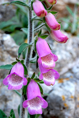 Digitalis minor