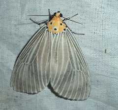 Neochera dominia