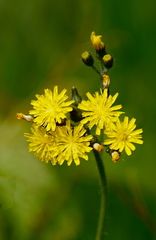 Hieracium umbellatum umbellatum