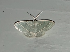 Chlorochlamys triangularis