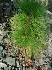 Pinus latteri