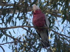 Eolophus roseicapilla