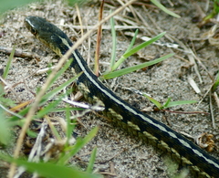Thamnophis sirtalis semifasciatus