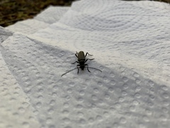 Lepturopsis dolorosa