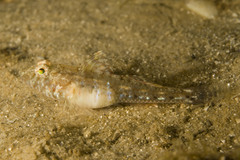 Nesogobius pulchellus