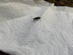 Lepturopsis dolorosa