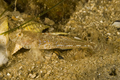 Nesogobius pulchellus