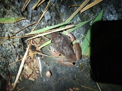Limnonectes gyldenstolpei