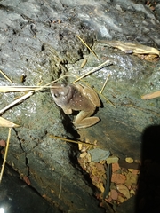 Limnonectes gyldenstolpei