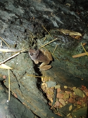 Limnonectes gyldenstolpei