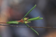 Boronia hapalophylla