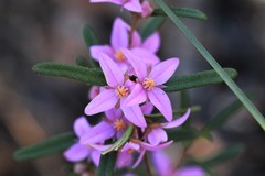 Boronia hapalophylla