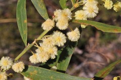 Acacia venulosa