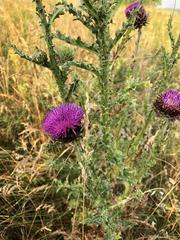 Carduus nutans nutans