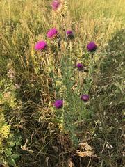 Carduus nutans nutans