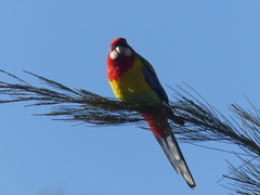 Platycercus eximius