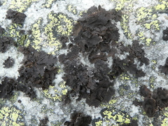 Umbilicaria muhlenbergii