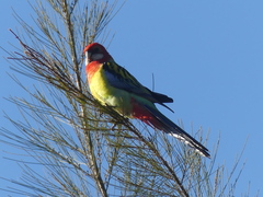 Platycercus eximius
