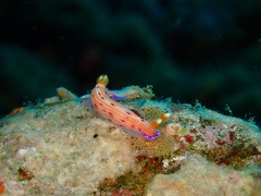 Hypselodoris maculosa