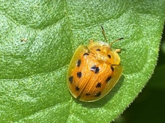 Laccoptera tredecimguttata