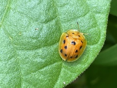 Laccoptera tredecimguttata