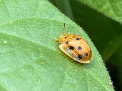 Laccoptera tredecimguttata