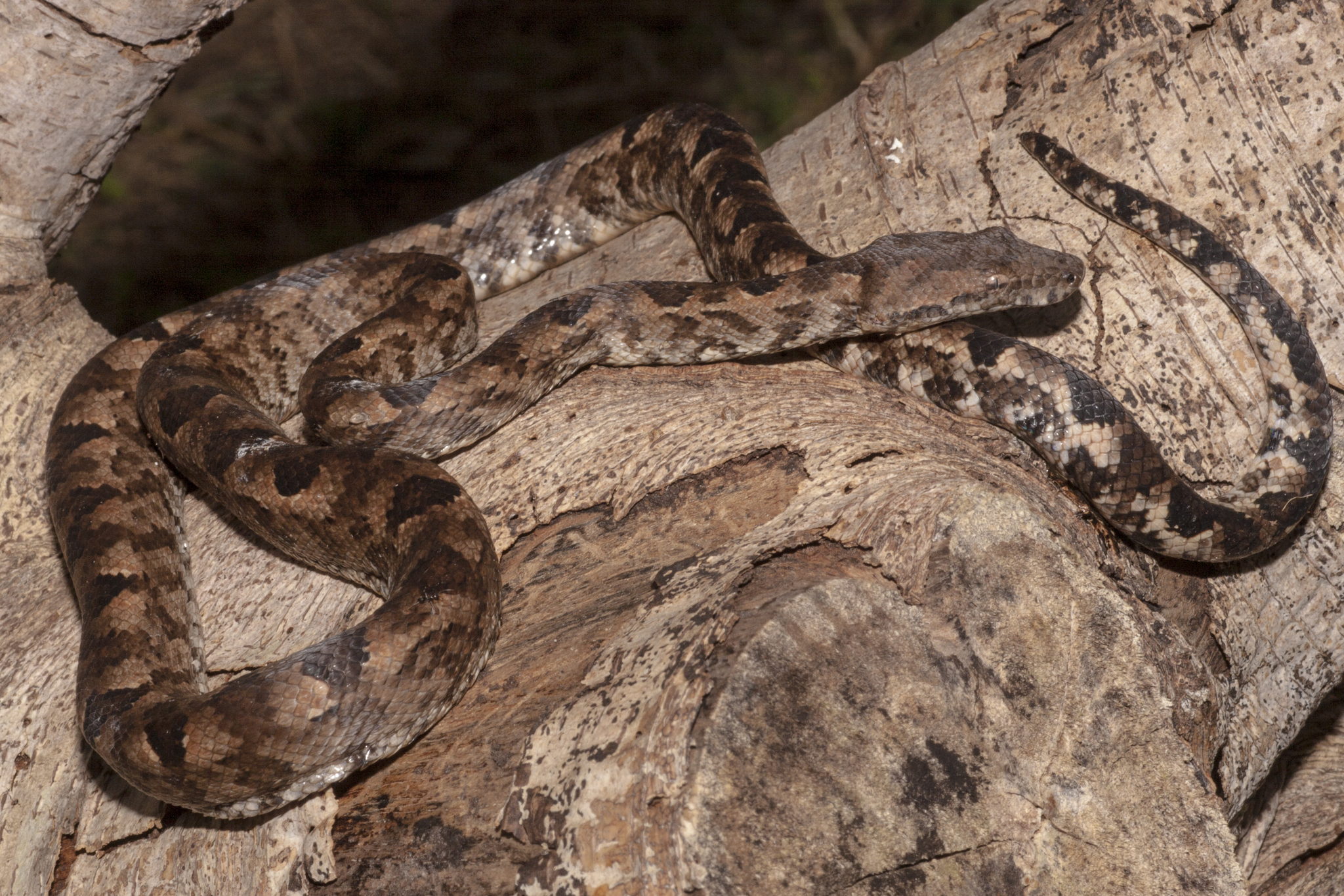 Boas (Family Boidae) · iNaturalist