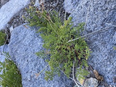 Cymopterus terebinthinus