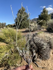 Eriogonum wrightii trachygonum