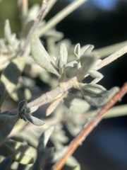 Eriogonum wrightii trachygonum