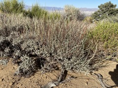 Eriogonum wrightii trachygonum