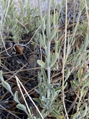 Monardella linoides sierrae