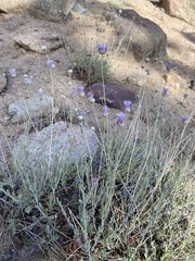 Monardella linoides sierrae