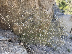 Eremogone ferrisiae
