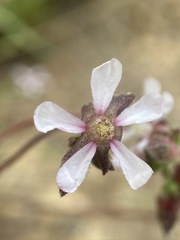 Horkeliella purpurascens