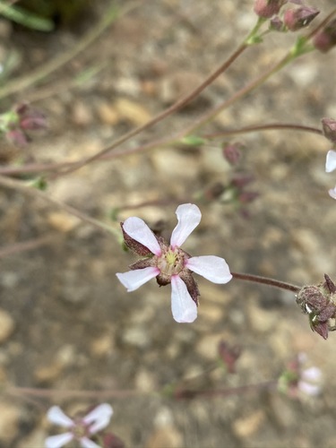 Image of purple horkeliella by (c) Matt Berger, some rights reserved (CC BY)