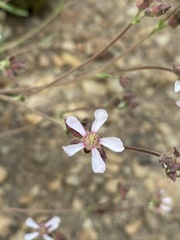 Horkeliella purpurascens