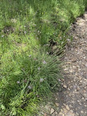 Horkeliella purpurascens