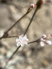 Eriogonum wrightii subscaposum
