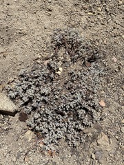 Eriogonum wrightii subscaposum