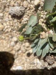 Ranunculus eschscholtzii oxynotus