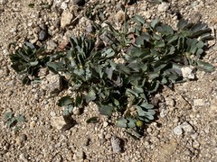 Ranunculus eschscholtzii oxynotus