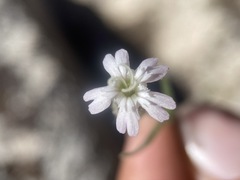 Silene sargentii
